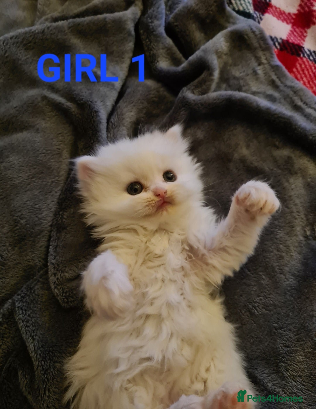 Persian cats for sale: Beautiful Persian X BSH Kittens  - Image 15