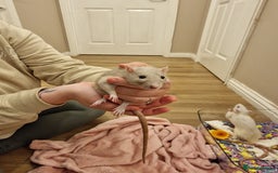 Rat rodents for sale: 3 female rats - Image 13