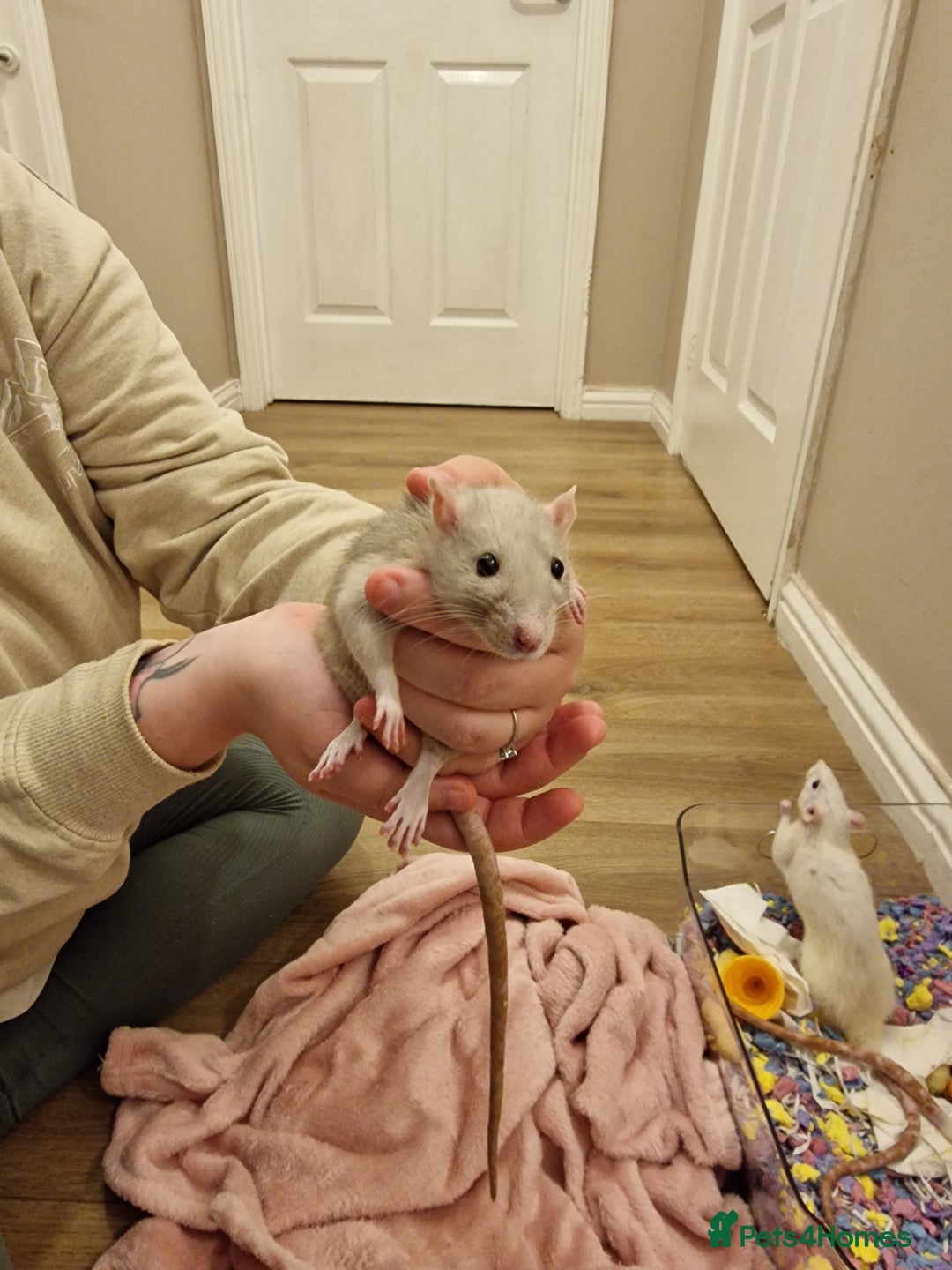Rat rodents for sale: 3 female rats - Image 13
