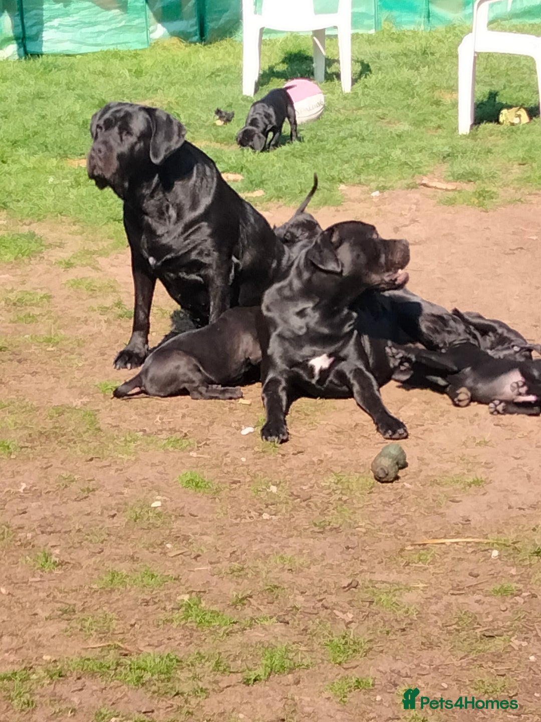 Cane Corso dogs for sale: Cane Corso XL Boy 22/12/2025 - Advert 26