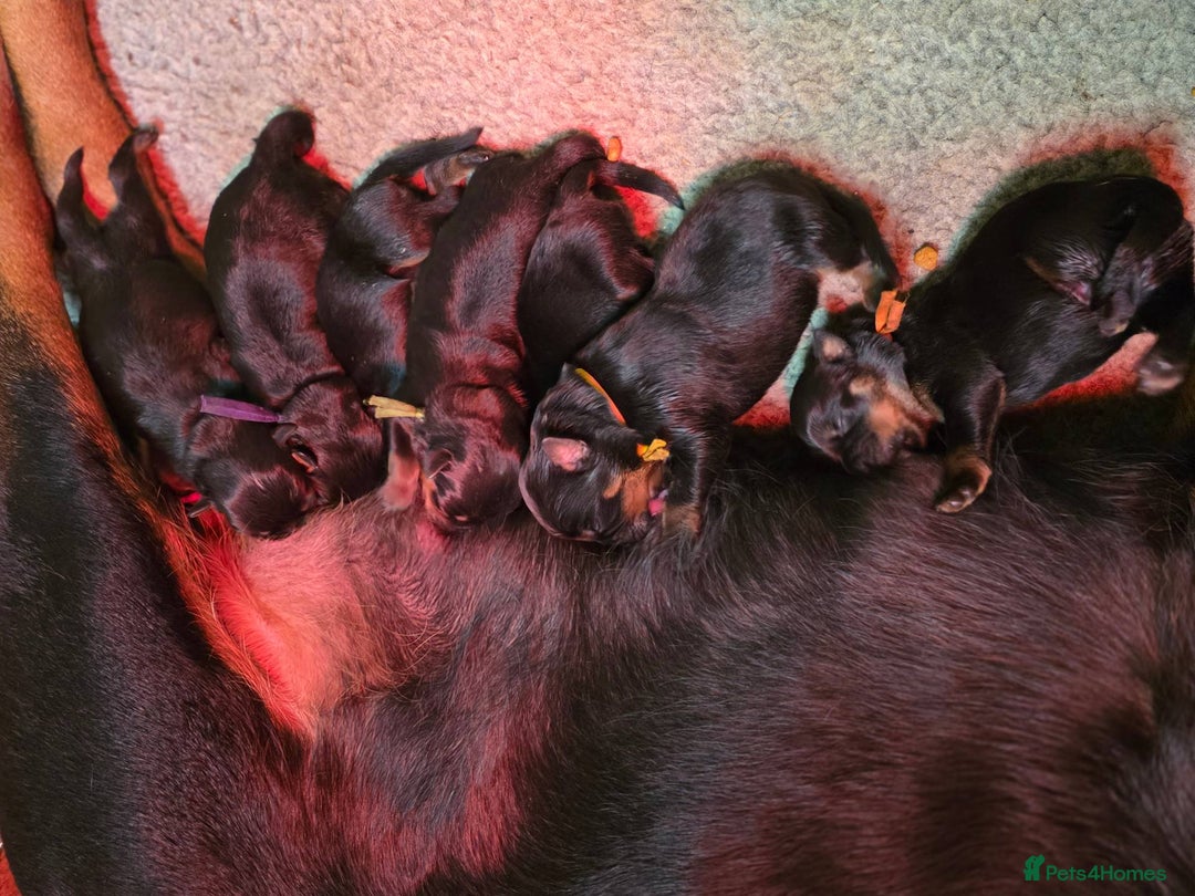 Rottweiler dogs for sale: 4 beautifull rottweiler - Image 2