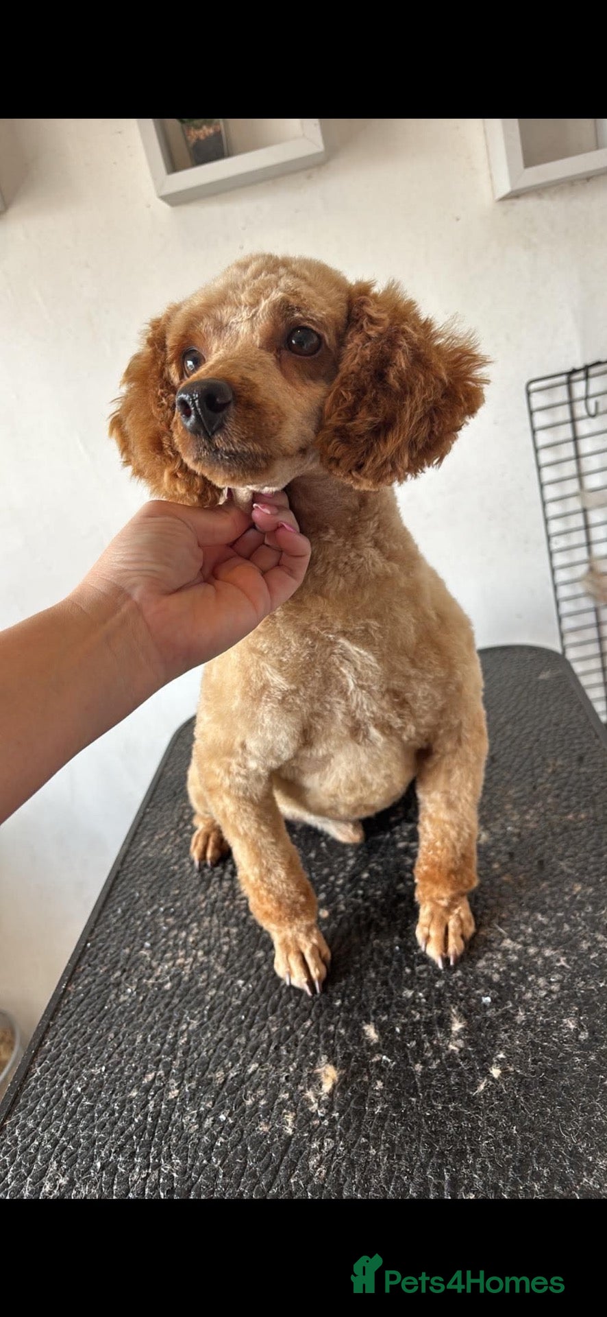 Toy Poodle dogs Kc 3 year old boy  - Advert 1