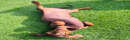 Dachshund dogs for sale: 2 year old female for sale  - Advert 3