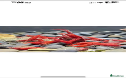 Shrimps fish for sale: Red and Blue Shrimp  - Image 2