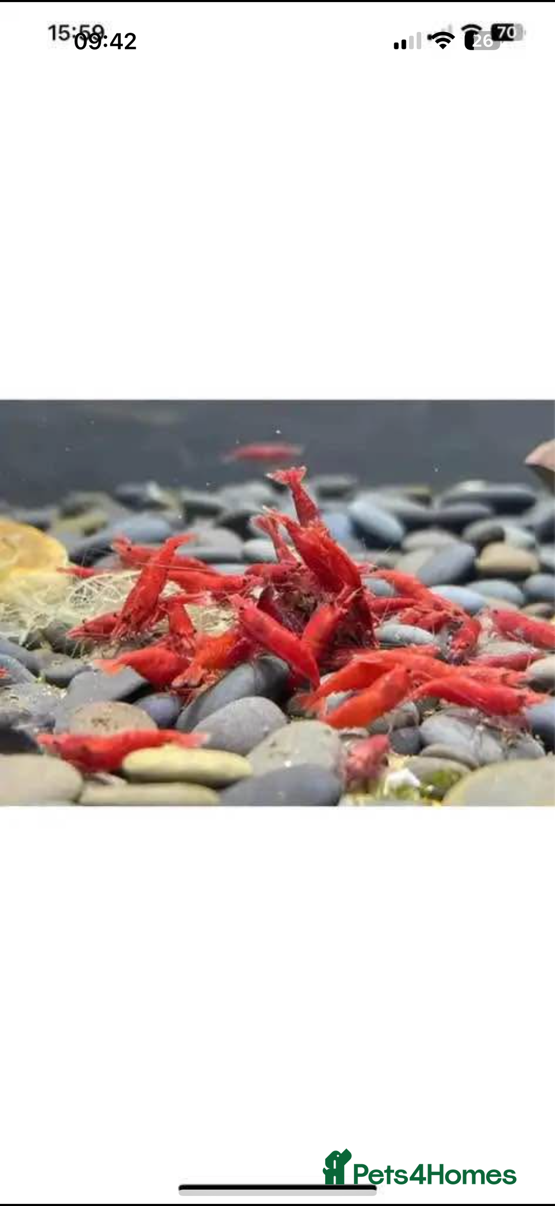 Shrimps fish for sale: Red and Blue Shrimp  - Image 2