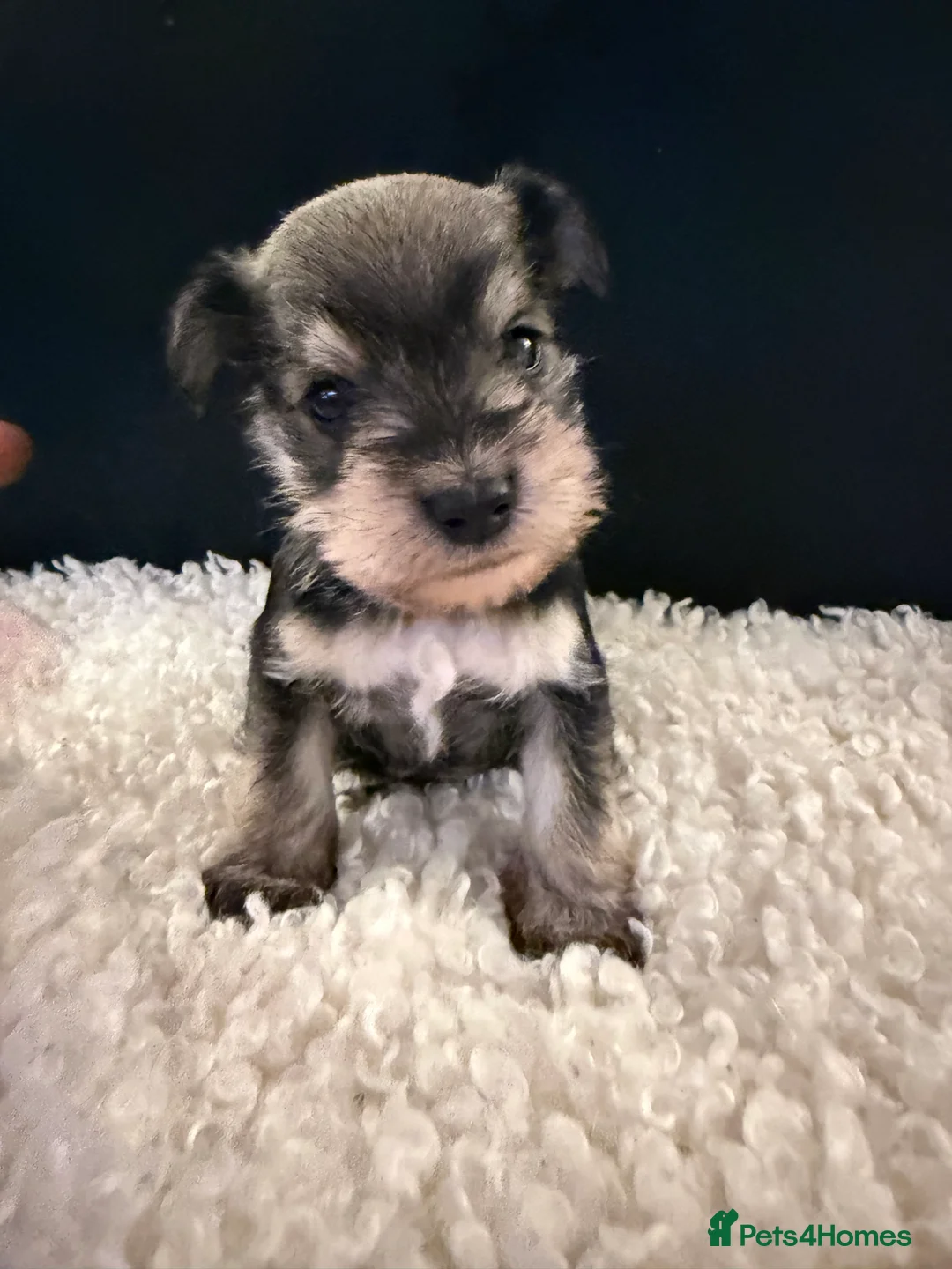Miniature Schnauzer dogs for sale: Miniature schnauzers  - Advert 3