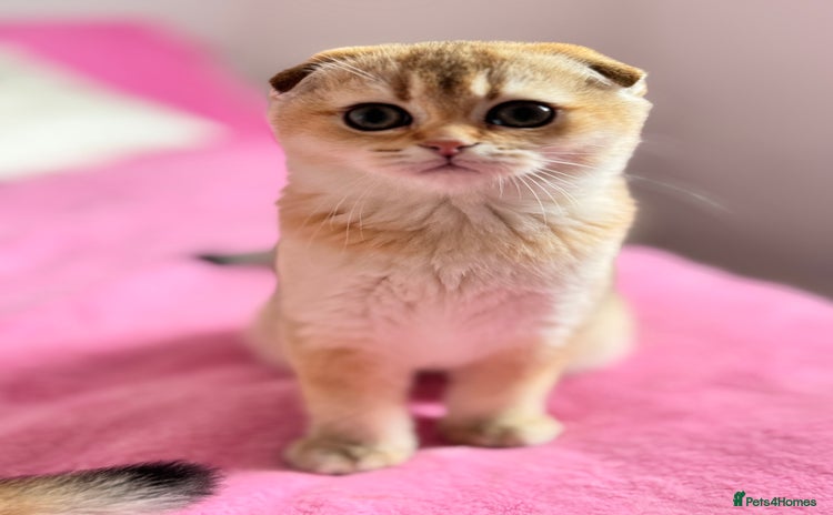 Scottish Fold cats High quality TICA pedigree kittens  - Advert 15