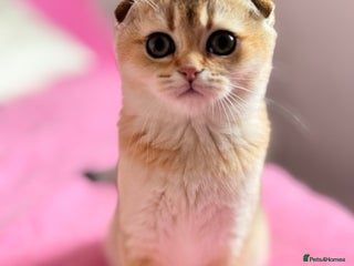 Scottish Fold cats High quality TICA pedigree kittens - Advert 1