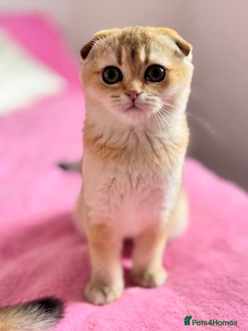 Scottish Fold cats High quality TICA pedigree kittens - Advert 1
