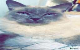 Ragdoll cats for sale: Ragdoll kittens for sale  - Image 9