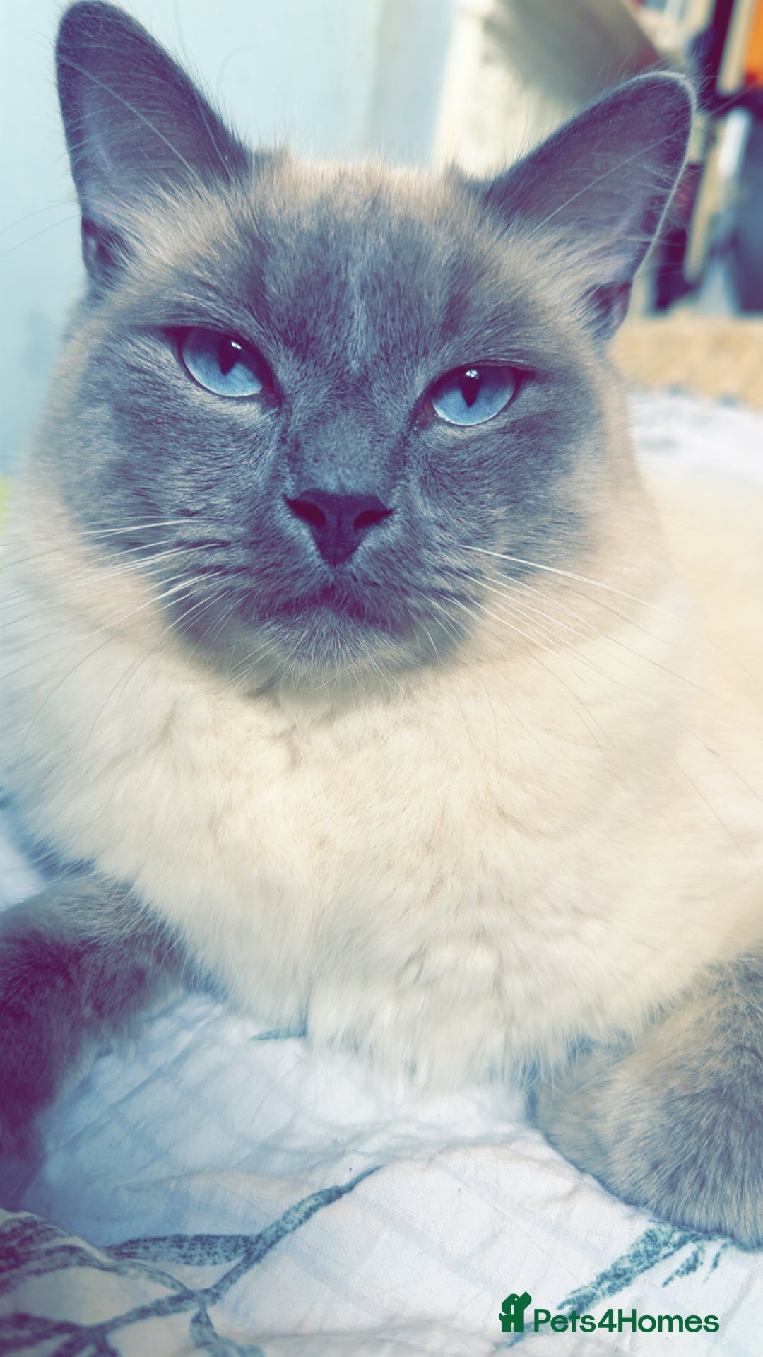 Ragdoll cats for sale: Ragdoll kittens for sale  - Image 9