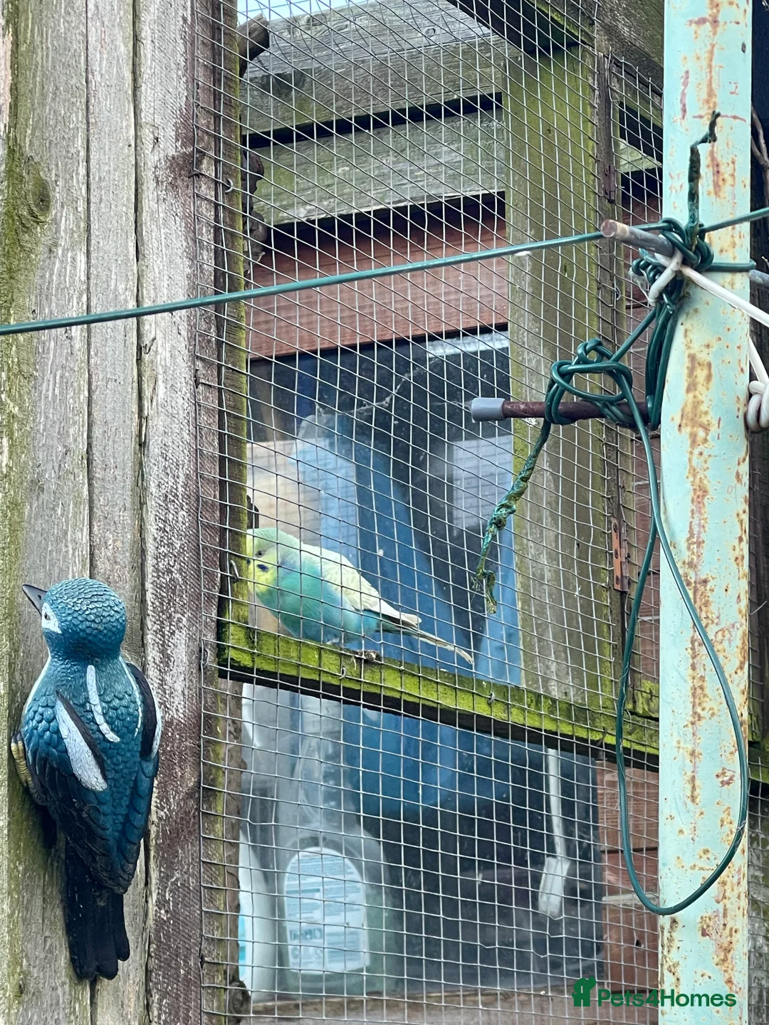 Budgerigars birds for sale: Budgies for sale - Advert 8