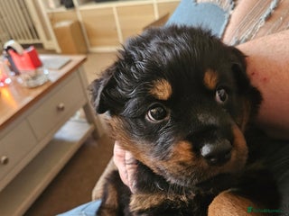 Rottweiler dogs Ready now: kc rottweiler puppies 1 boy left - Advert 2