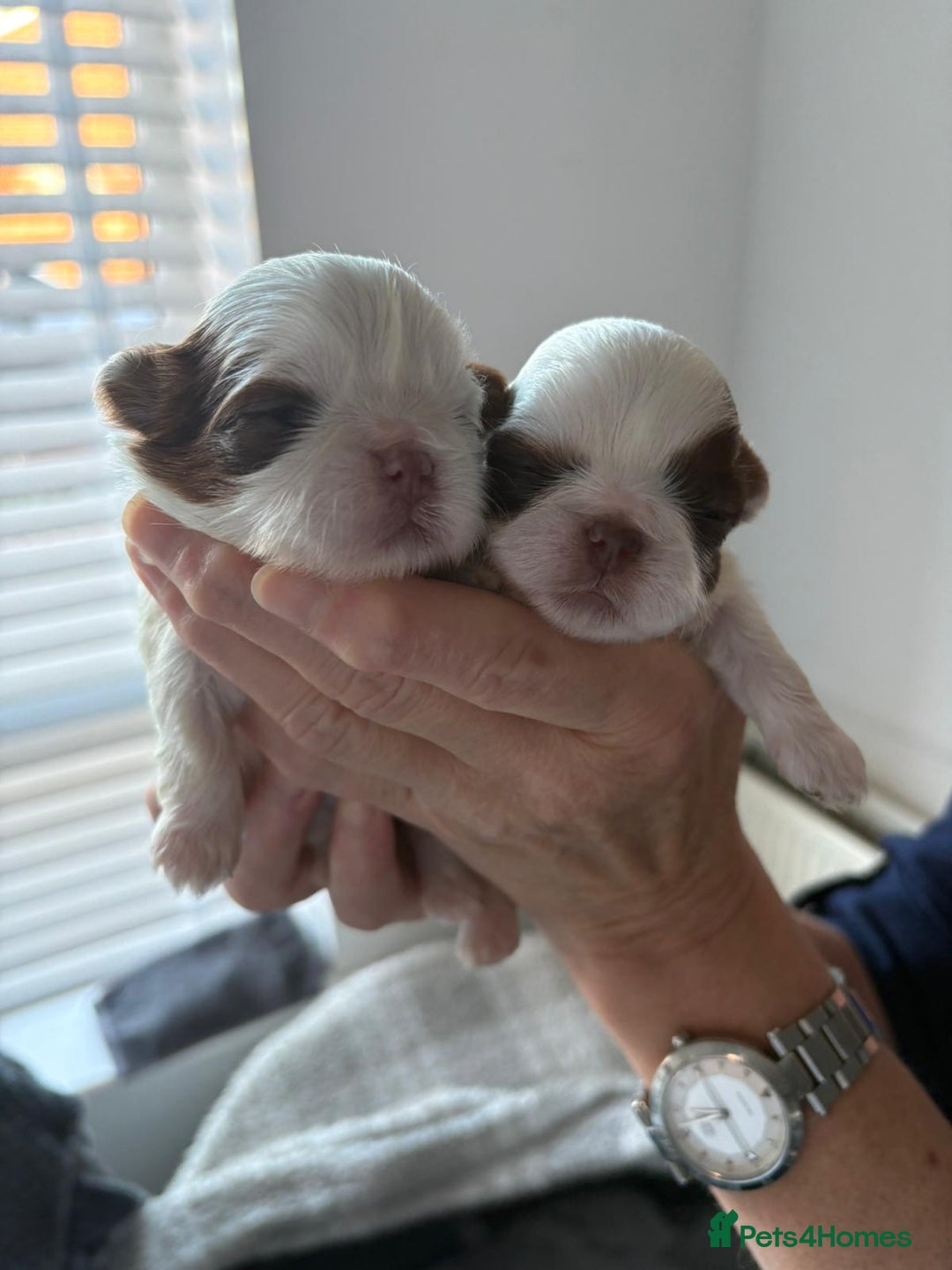 Shih Tzu dogs for sale: Shihtzu - Advert 1