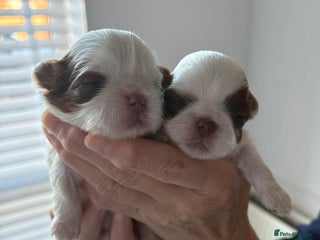 Shih Tzu dogs Shihtzu - Advert 1