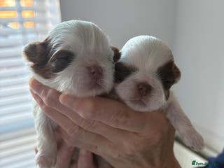 Shih Tzu dogs Shihtzu - Advert 14