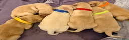 Labrador Retriever dogs for sale: 4 Handsome Labrador Boys  - Advert 2