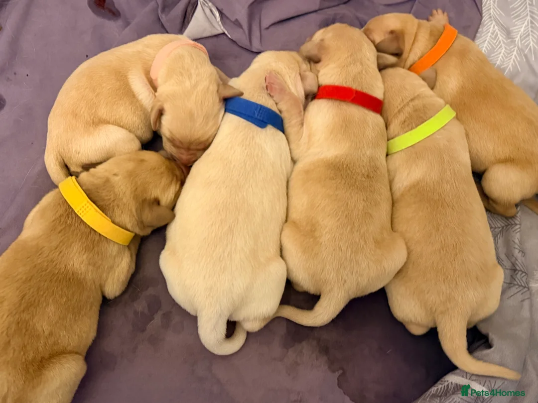 Labrador Retriever dogs for sale: 4 Handsome Labrador Boys  - Advert 2
