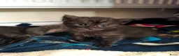 Mixed Breed cats for sale: Maine Coon cross Ragdoll - Advert 1