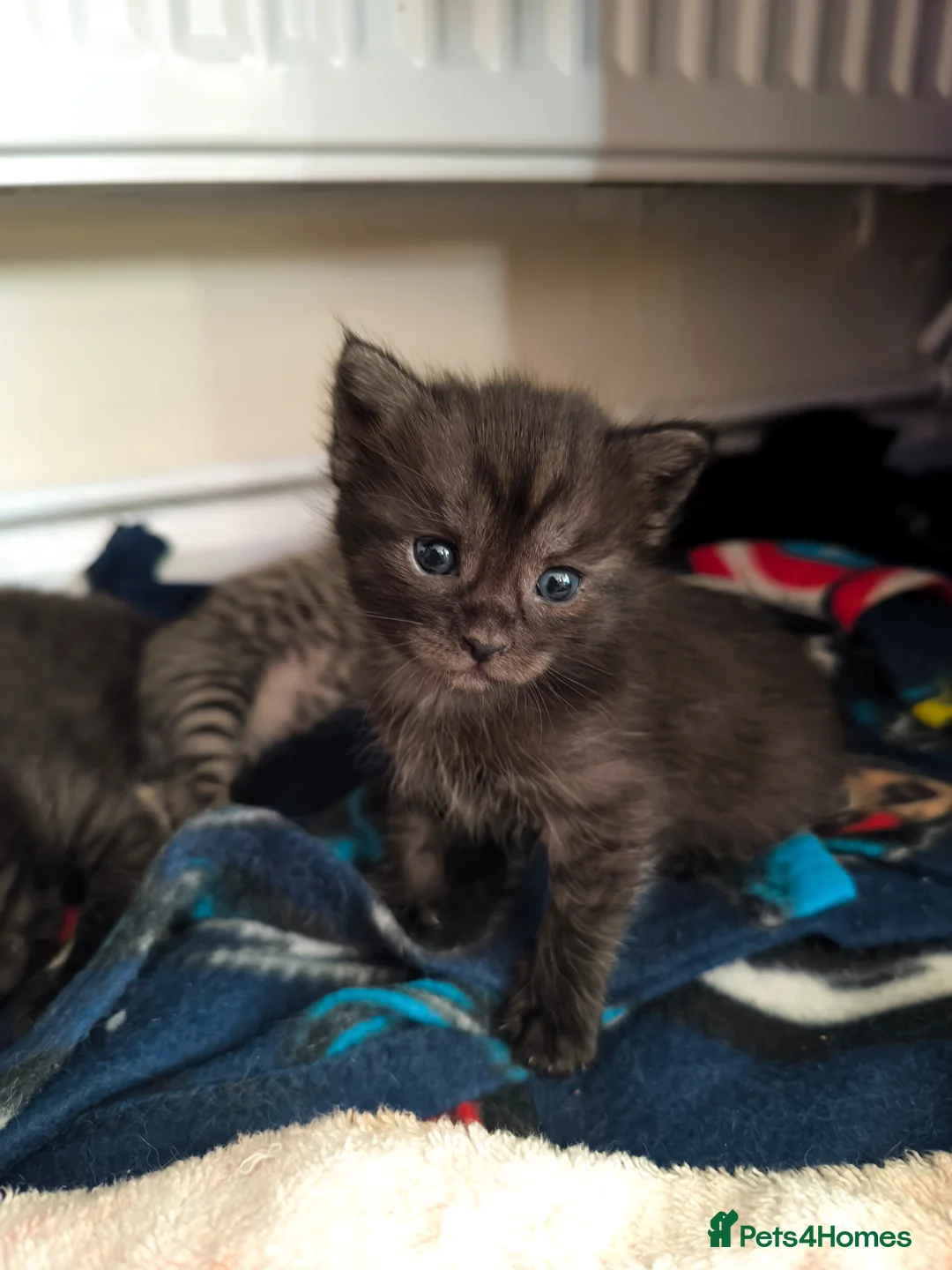 Mixed Breed cats for sale: Maine Coon cross Ragdoll - Advert 1