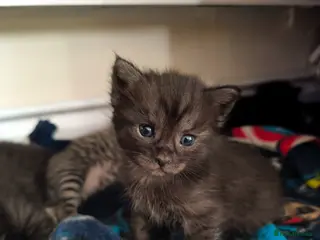 Mixed Breed cats Maine Coon cross Ragdoll - Advert 1