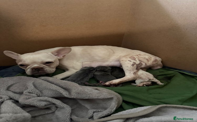 French Bulldog dogs - Advert 1