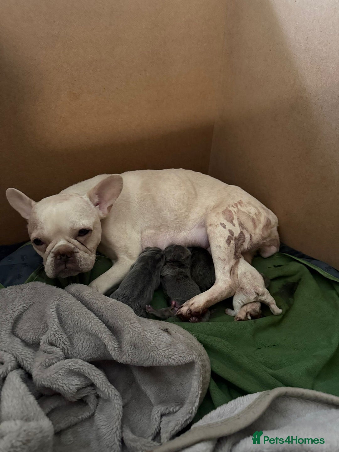 French Bulldog dogs for sale: French bulldogs puppies for sale  - Image 1