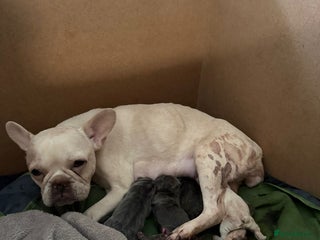French Bulldog dogs for sale - Advert 1