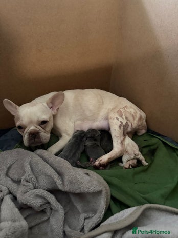 French Bulldog dogs - Advert 1