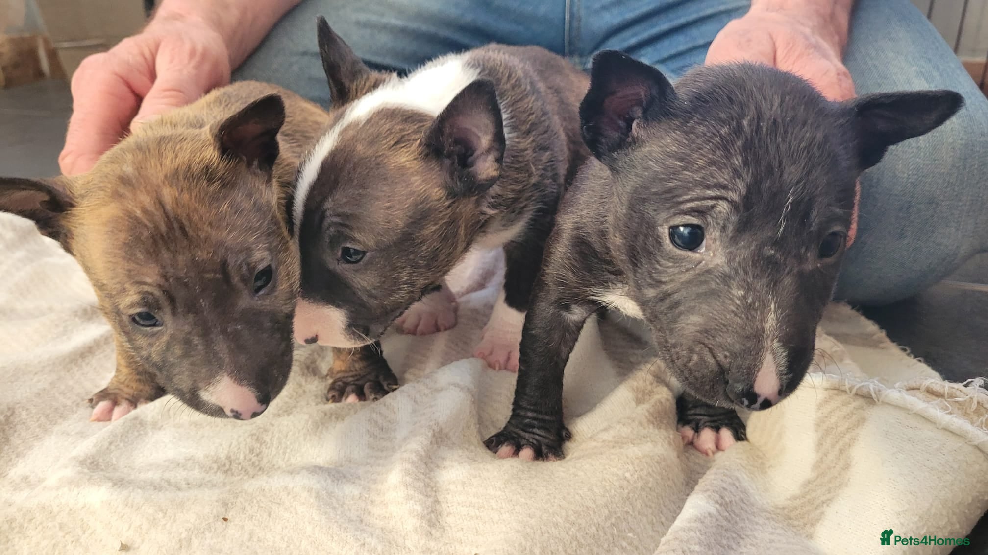 Miniature Bull terrier dogs KC registered mini bull terriers - Advert 2