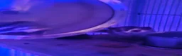 Sugar Glider rodents for sale: Male and female sugar glider 9 months old  in Crook - Advert 7