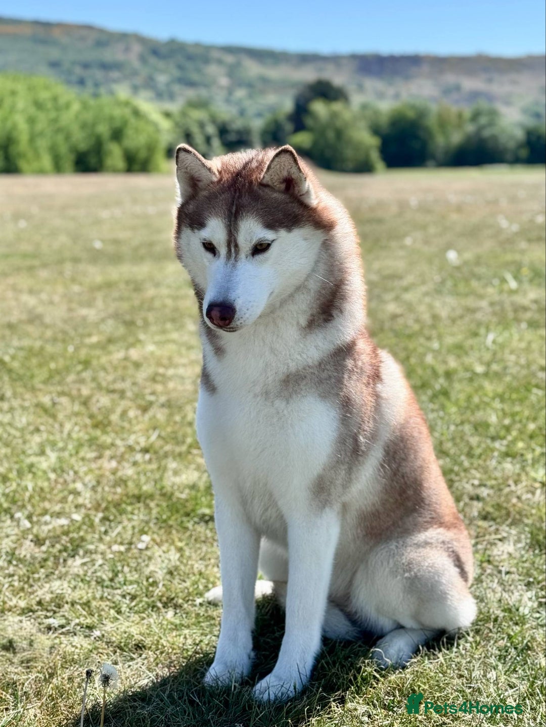 Siberian Husky dogs for sale: KC Registered Siberian husky  - Advert 5