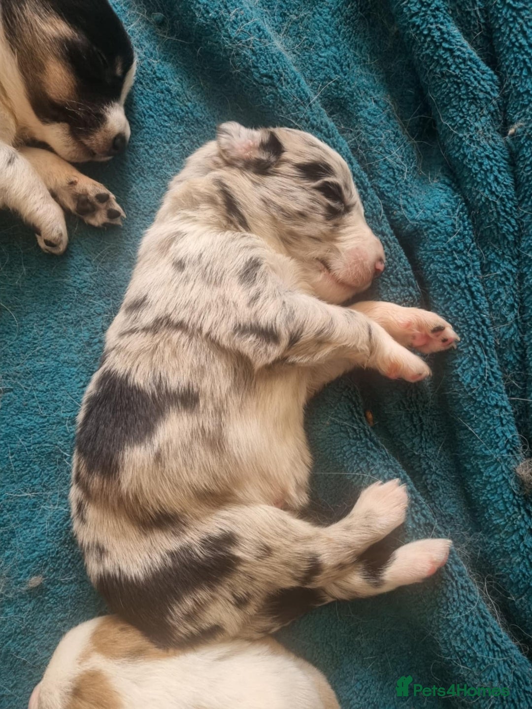 Border Collie dogs for sale: new litter of border collie pups for sale  - Image 2