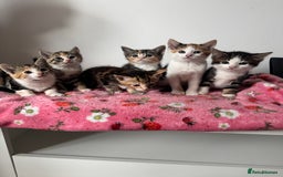 Mixed Breed cats for sale: Beautiful kittens  - Image 13