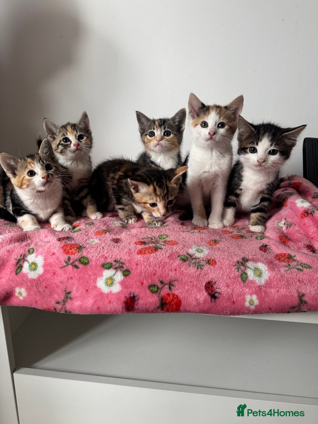 Mixed Breed cats for sale: Beautiful kittens  - Image 13