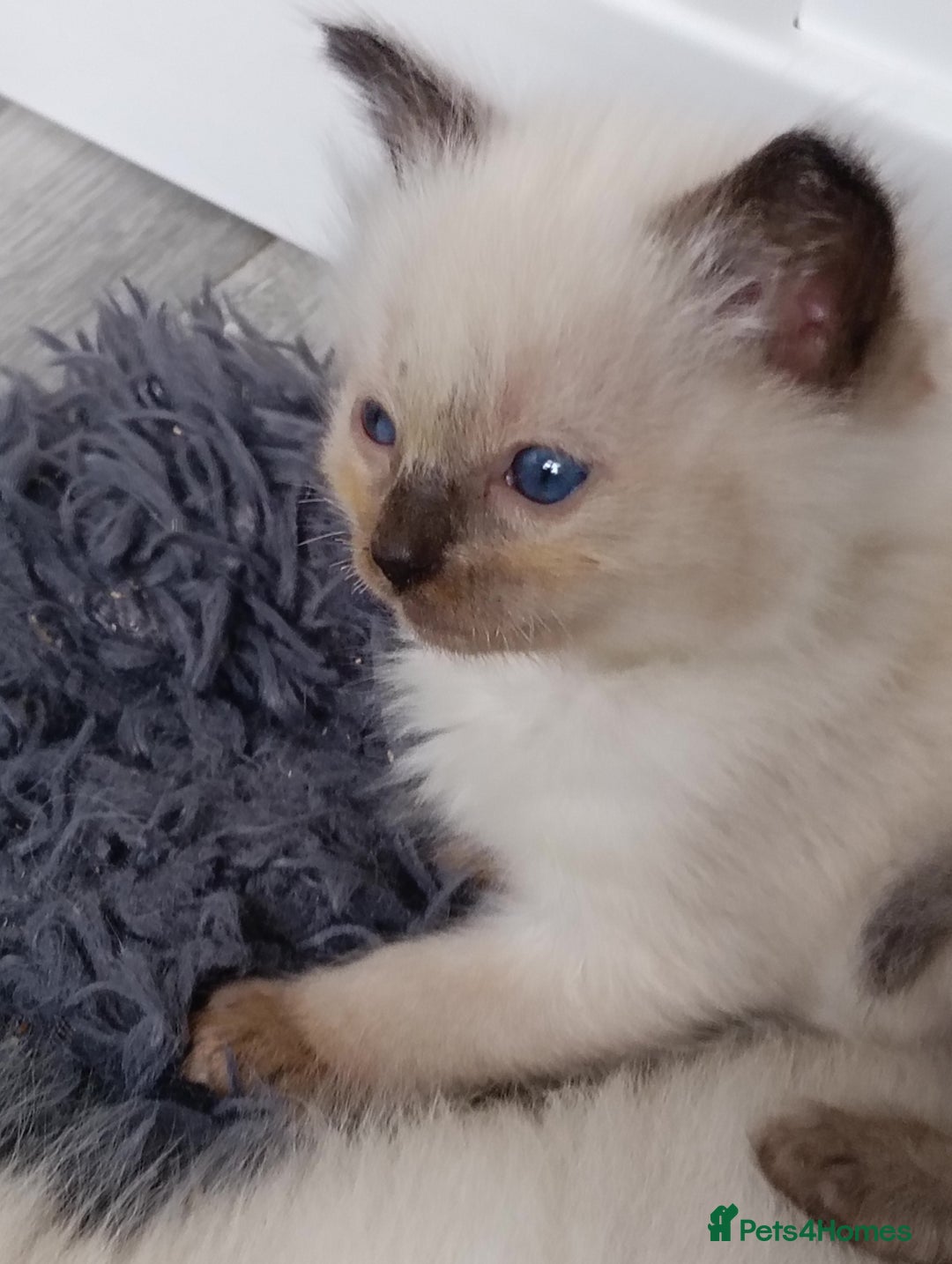 Ragdoll cats for sale: GCCF registered pedigree ragdoll kittens  - Advert 10