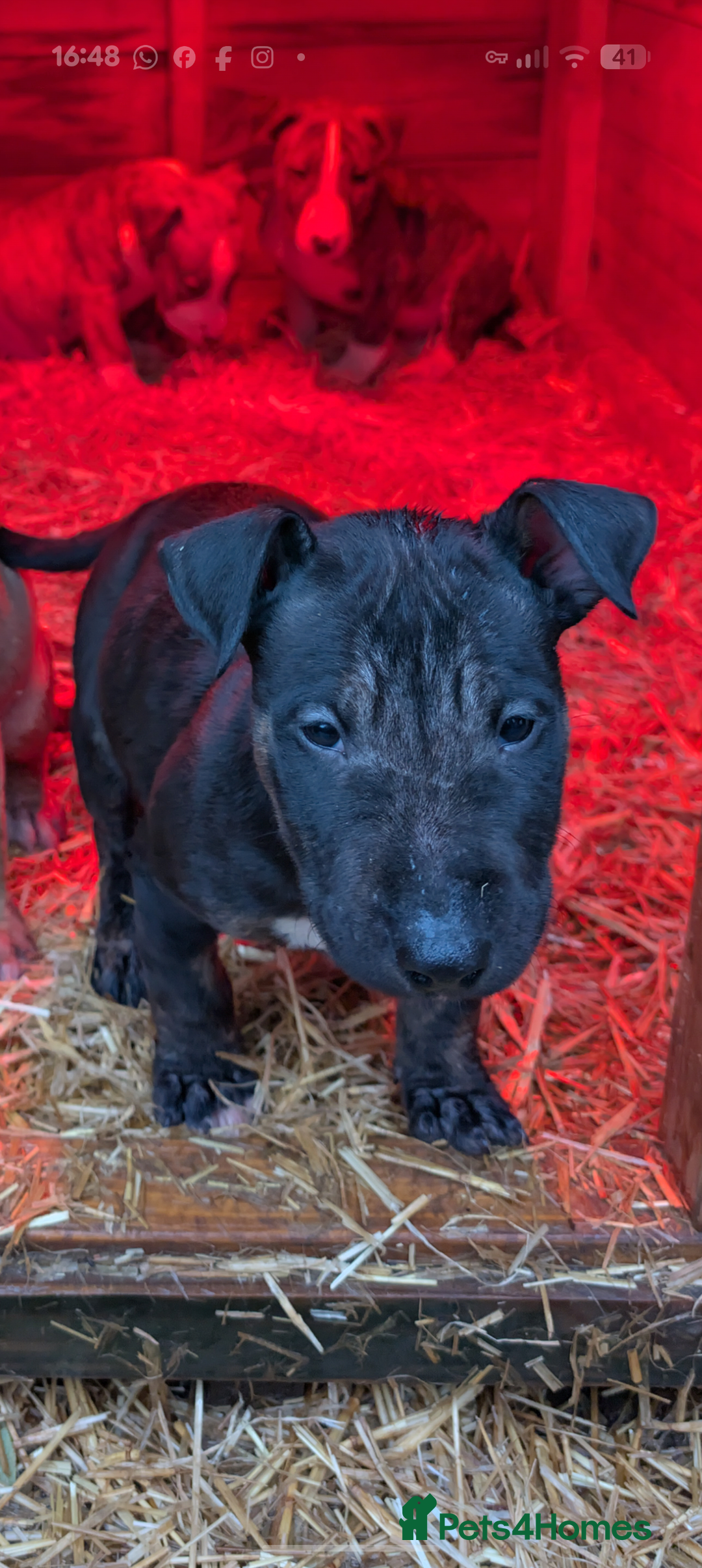 English Bull Terrier dogs for sale: Working line English bull terriers  - Advert 6