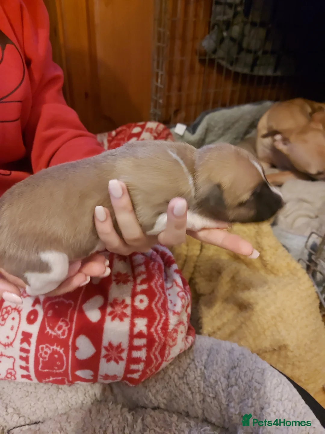 Whippet dogs for sale: Top quality whippet pups  - Advert 2
