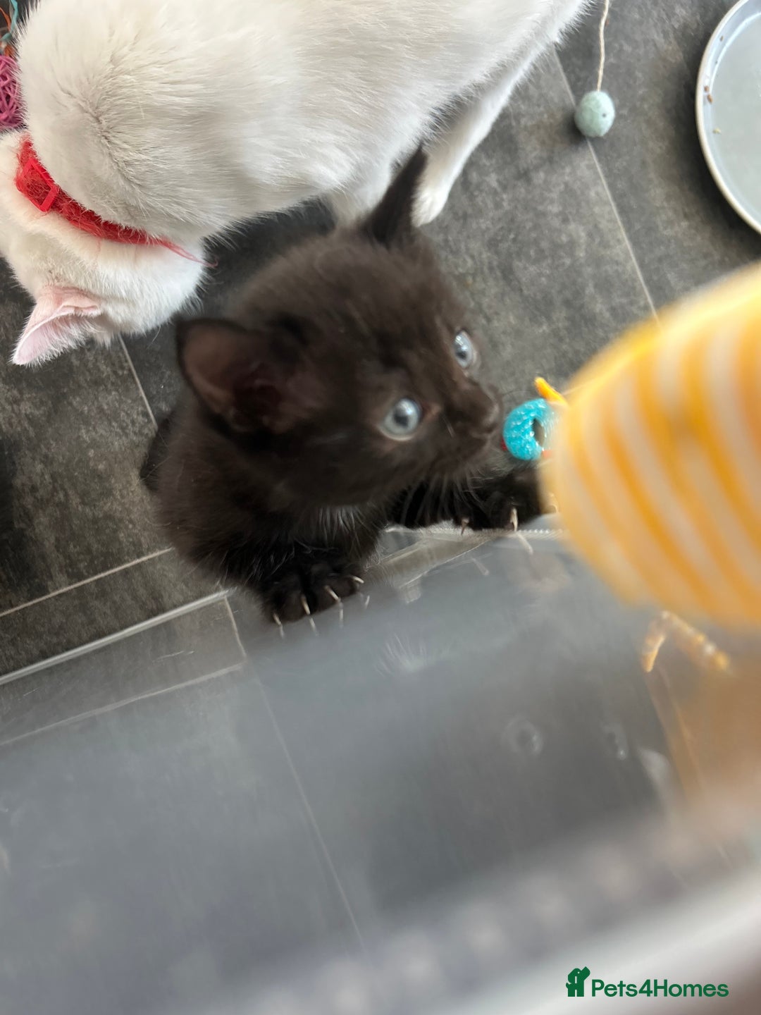 Mixed Breed cats for sale: 4 beautiful kittens available  - Advert 10