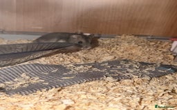 Hamster rodents for sale: Hamster & Full Setup for Sale – Meet Pumpkin 🐹🎃 - Image 1