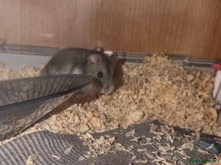 Hamster rodents - Advert 18