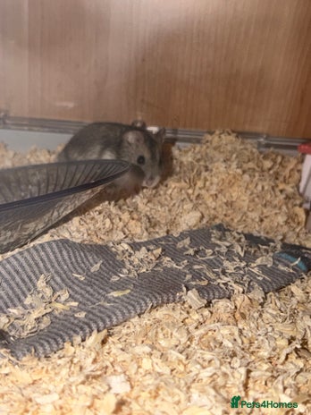Hamster rodents - Advert 4