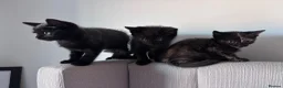 Mixed Breed cats for sale: Lovely little kittens  in Basingstoke - Advert 2