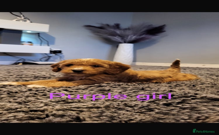 Cavapoo dogs - Advert 12