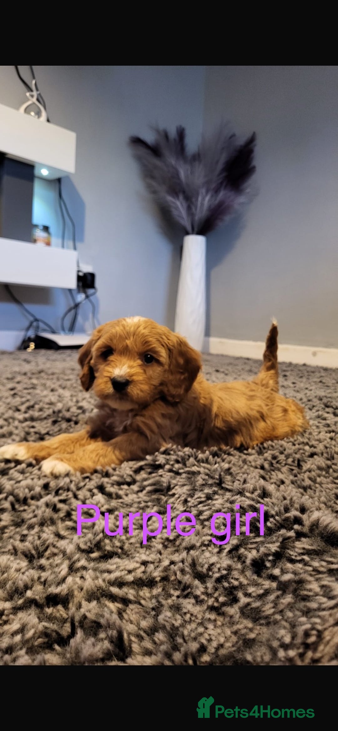 Cavapoo dogs for sale: **Beautiful Cavapoo pups** - Image 1