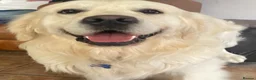 Golden Retriever dogs for stud: Golden Retriever for Stud - Advert 2