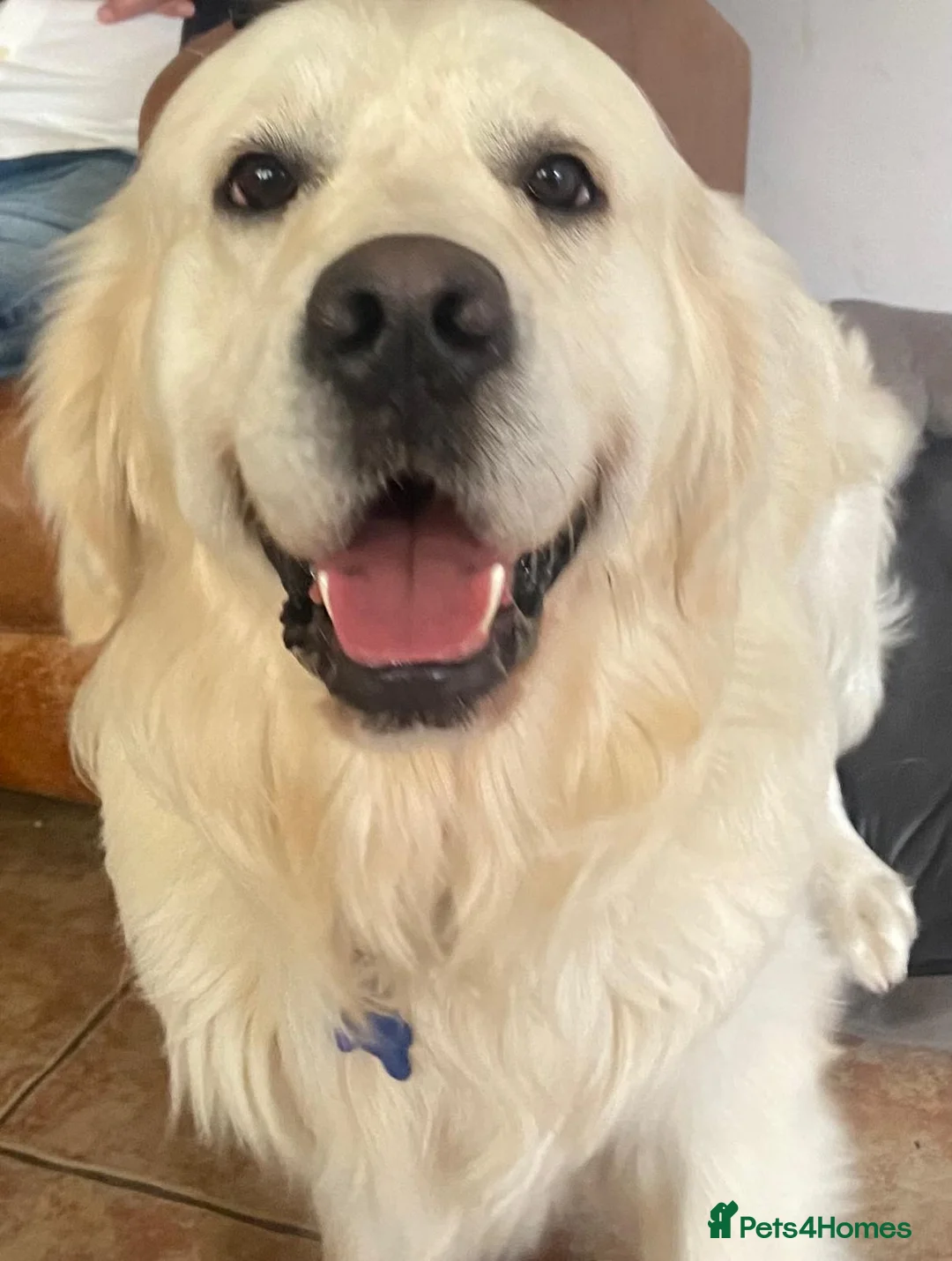 Golden Retriever dogs for stud: Golden Retriever for Stud - Advert 2