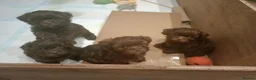 Mixed Breed dogs for sale: Chocolate Shorkie Poo - Advert 8