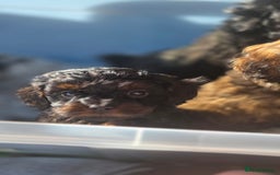 Cavapoo dogs for sale: Beautiful phantom F1B cavapoos - Image 20