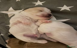 Maltipoo dogs for sale: 6 Beautiful Maltipoo Puppies for sale 🐶🐾 - Image 14